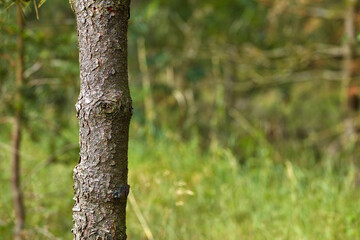 Close up of a pine tree with a blurred background of grass and branches in nature. Copy space of bark on trunk in detail showing irregular rough texture. Growth and plant life in the forest.