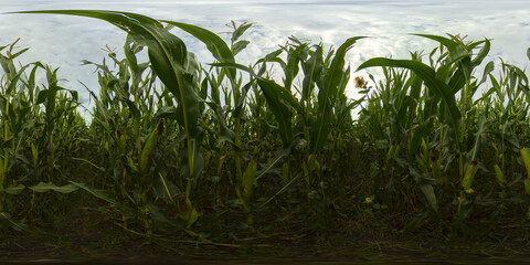 Fototapeta premium Beautiful summer landscape of a corn field. Countryside Landscape With Growing Corn Field. Virtual Reality 360.