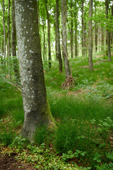Obraz premium Environmental nature conservation and reserve of a birch tree forest in a remote woods. Landscape view of hardwood trees and plants growing in a quiet, serene and peaceful countryside with lush flora