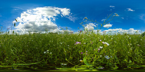 Rustic landscape with meadow and tall grass on a Sunny day. Field and grass under a blue sky with...