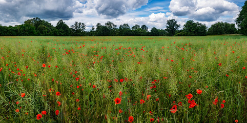 krajobraz szerokiej łąki maku, panorama zielonych terenów w zachodniej Polsce