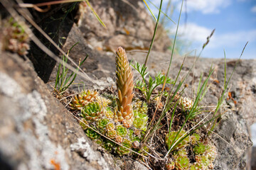 stone rose succulent hare cabbage plant on the shore of Lake Baikal Listvyanka nature