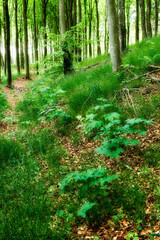 Spring nature growth in a green forest. Low angle landscape of trees in remote woods with wild plants and vines growing on the ground. Beautiful foliage in an eco friendly environment