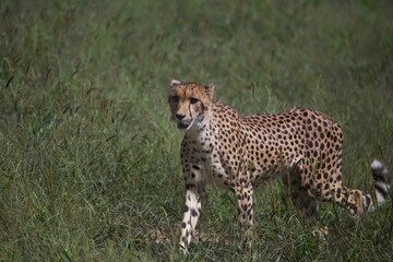 Fototapeta na wymiar Cheetah animal wildlife forest image