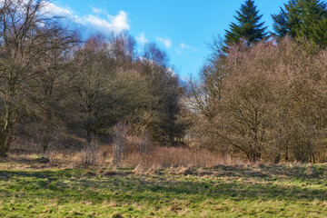 Landscape view of a grassy deserted field for agriculture and gardening. Secluded and empty grassland or forest with trees, bushes, and greenery. Plants and vegetation in a remote area in nature
