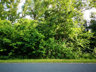tree in the park, minimal view