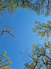 Tree branches and sky seen from low angle