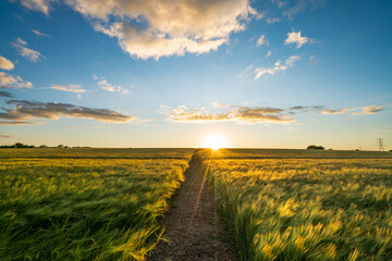 Wheat field panorama at sunset 