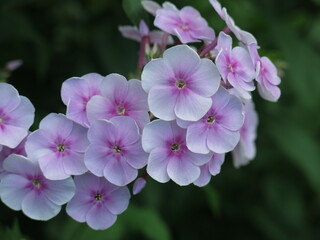 Fototapeta na wymiar pink-purple phlox blooms in summer on a flower bed