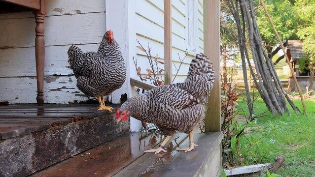 Close up shot of Plymouth Rock chicken in Old City Park