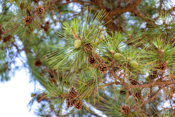 緑色と茶色の松かさ