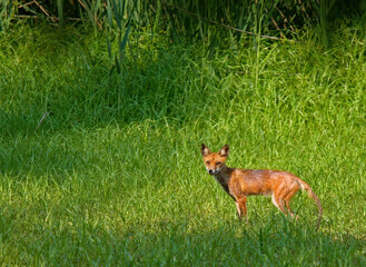 Red Fox in Tall Grass