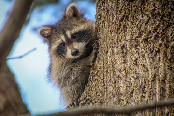 Raccoon on Tree