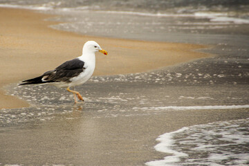 Gull Wading at the Beach
