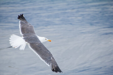 Seagull in Flight