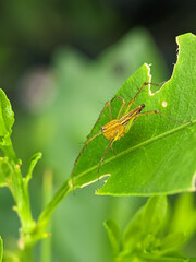 Oxyopes salticus is a species of lynx spider, commonly known as the striped lynx spider, first described by Hentz in 1845. 