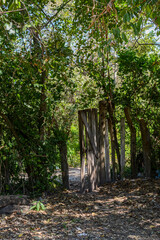 puerta en la selva