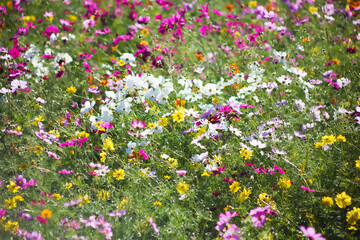 鹿児島市農業センターのコスモス畑	