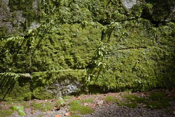 石垣に生える苔
