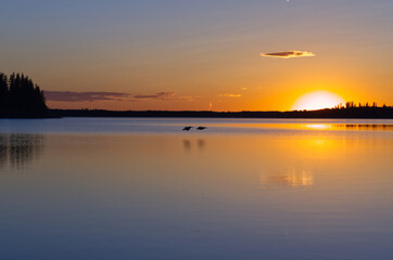Fototapeta na wymiar Two pelicans flying over Astotin Lake at Sunset