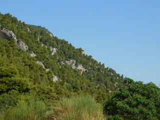 Fototapeta na wymiar A mountain side covered with trees