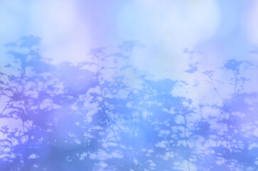 秋色の木漏れ日、光あふれるフジバカマのシルエット