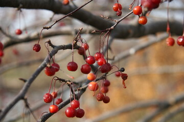 red berries on a branch