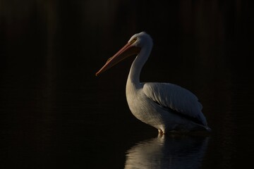 pelican on the water