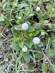 Gomphrena weed flower in nature garen