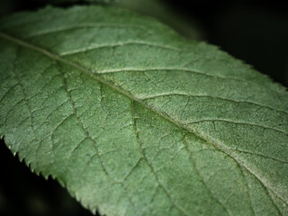 faktura powierzchni liścia zdjęcie makro ujmujące piękno detali znajdujących się na roślinie  © FIOMI