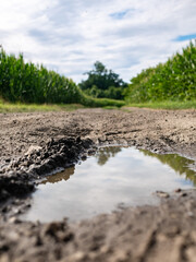 Krajobraz ścieżki, kałuża pośród pól w zachodniej Polsce jasne barwy niebiesko złote kolory lekko pochmurna pogoda