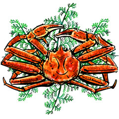 「ズワイガニ（マツバガニ）」の手書きイラスト（筆書き墨絵風）