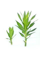 Dracaena fragrans stem cuttings and leaves isolated on white background. Tropical plant greenery for bouquet and flower arrangement.
