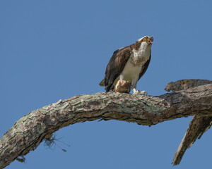Osprey Bird Of Prey Perches On A Branch To Eat A Fish