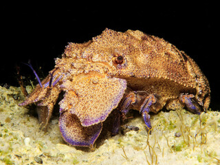 Mediterranean slipper lobster - Scyllarides latus from Cyprus 