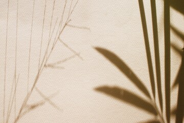 Fototapeta na wymiar Shadows Sunlight Branches Leaves Nature White Wall Background