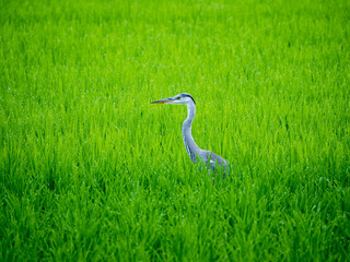 前を見つめるアオサギ