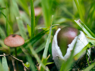 草むらのキノコ