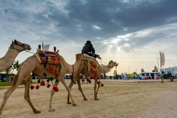 Camels march in Souk okaz historical festival