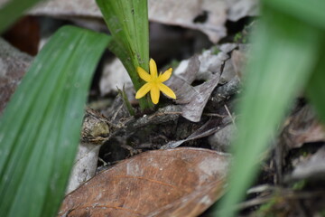 Golden eye grass flower