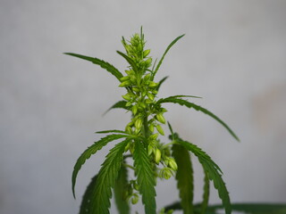 Cannabis plant hemp leaves . Male flowers blossom marijuana sky background