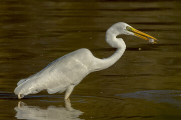 Eastern Great Egret in Queensland Australia
