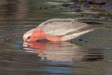 Fototapeta premium Galah Cockatoo in Queensland Australia