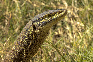 Gould's Monitor Goanna in Queensland Australia