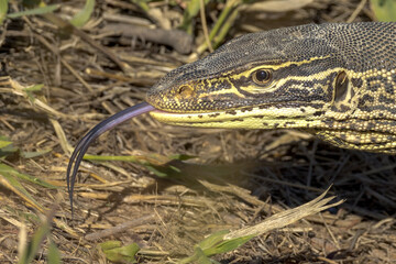 Gould's Monitor Goanna in Queensland Australia