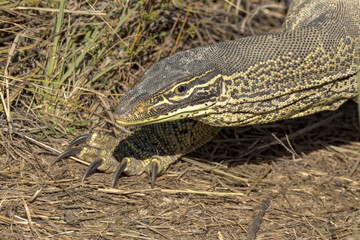 Gould's Monitor Goanna in Queensland Australia