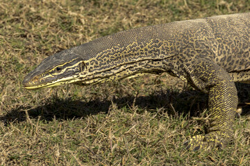 Gould's Monitor Goanna in Queensland Australia