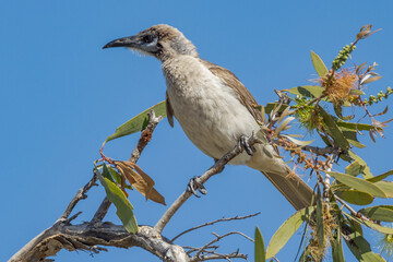 Little Friarbird in Queensland Australia - obrazy, fototapety, plakaty
