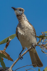 Little Friarbird in Queensland Australia