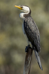 Little Pied Cormorant in Queensland Australia